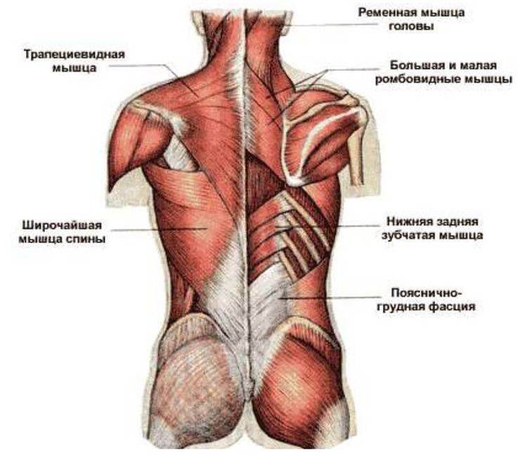 Мышцы спины: строение, функции, заболевания