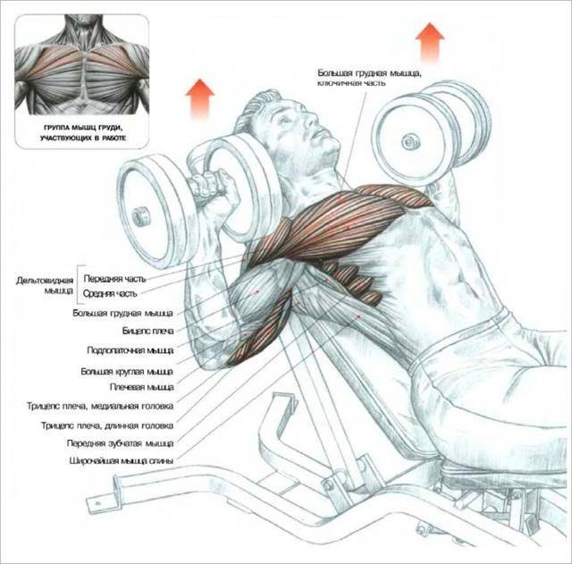 Как накачать нижнюю часть грудных мышц дома и в зале | muscleprofit