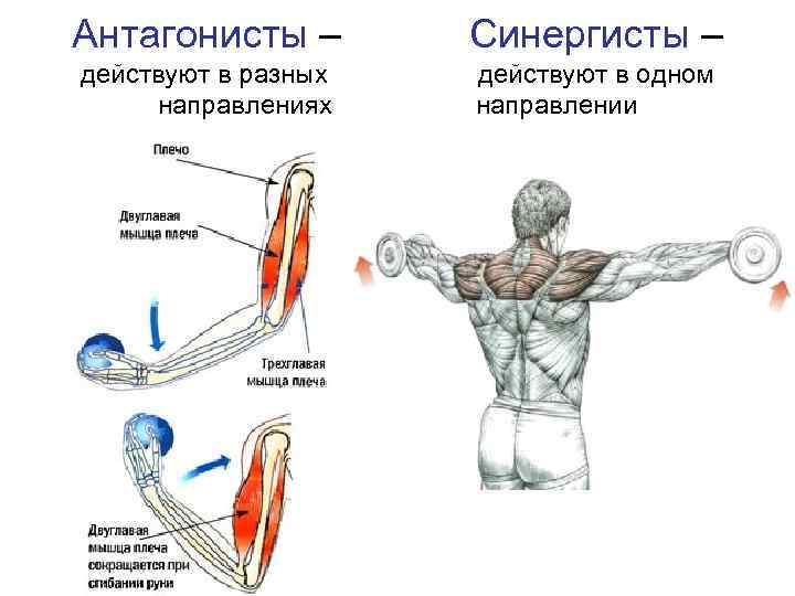 Мышцы антагонисты упражнения на руки, ноги, грудь и спину
