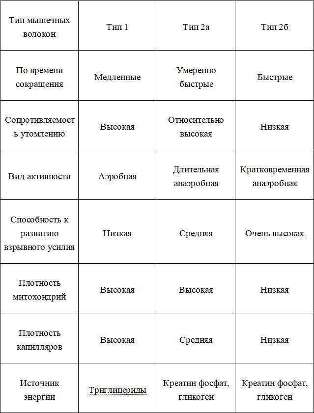 Сердечные и гладкие мышцы. их строение, отличия от основной функции