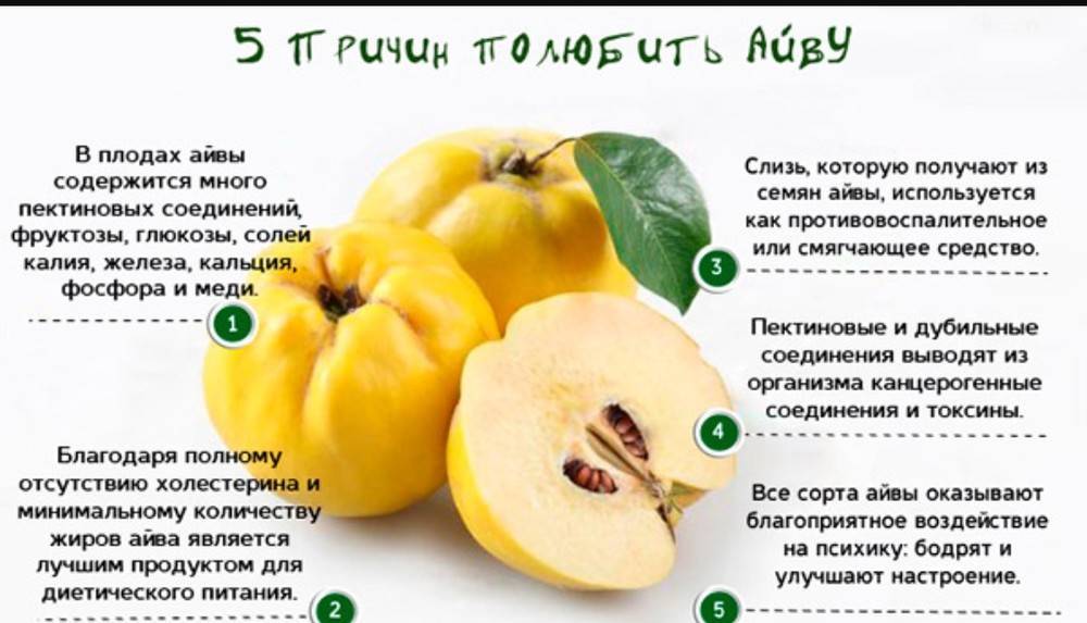 Киви фрукт, польза и вред для организма, калорийность и состав