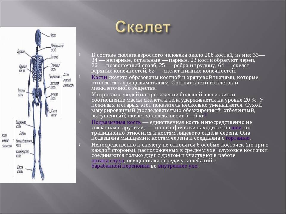 Какой процент массы тела занимают кости?