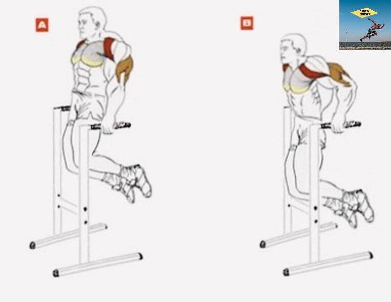 Отжимания на брусьях на грудные мышцы и трицепс: какие мышцы работают, техника выполнения | твой фитнес