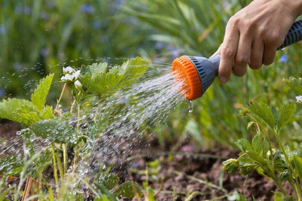 Можно ли поливать днем и как обезопасить растения от ожогов