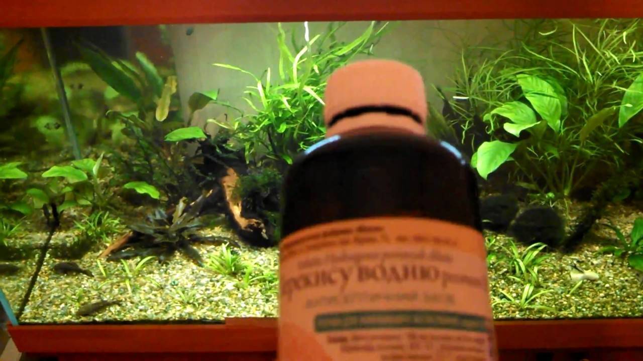 Почему пахнет вода в аквариуме и что делать с этим