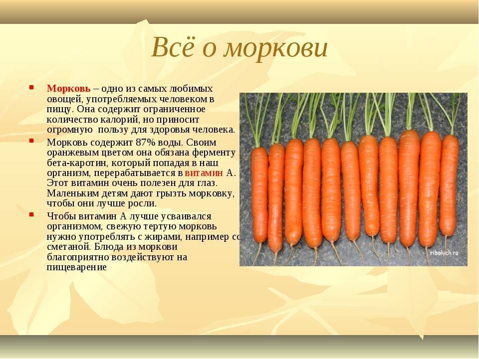 Морковь: калорийность на 100 грамм, польза и вред для организма человека, полезные свойства сырой, кбжу, сколько калорий и какие витамины в составе, ккал