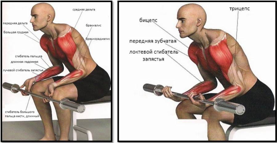 Как накачать предплечья: 4 программы тренировок - dailyfit