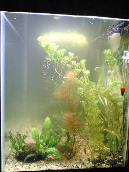 Почему мутнеет вода в аквариуме?