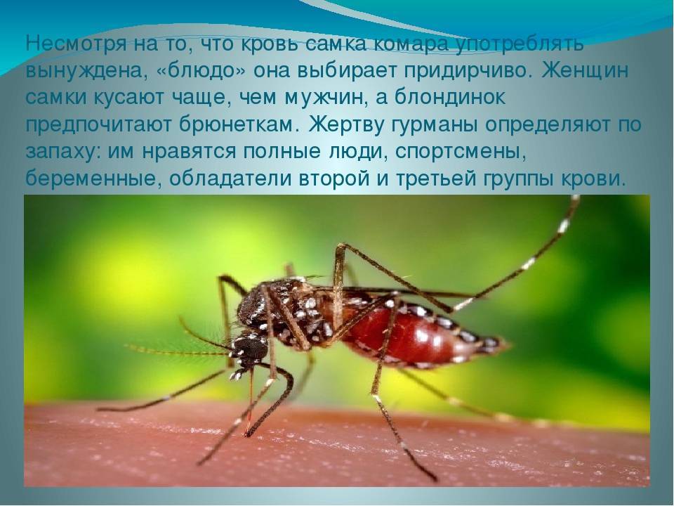 Стала известна самая «вкусная» группа крови для комаров « бнк