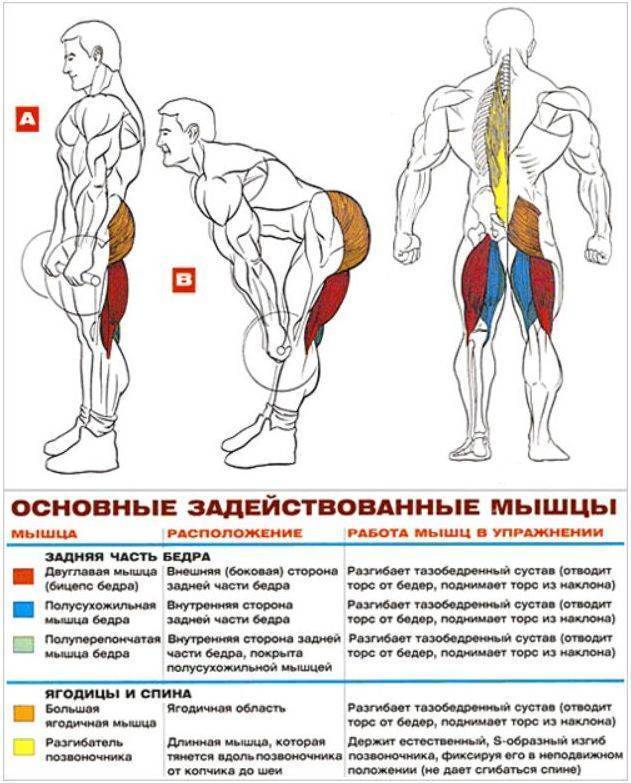 Мертвая или румынская тяга со штангой и в смите: техника выполнения на прямых ногах