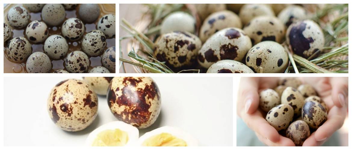 Какое количество белков, жиров и углеводов содержится в перепелином яйце?