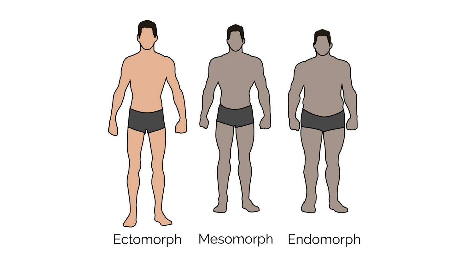 Типы телосложения по м.в. черноруцкому
типы телосложения по м.в. черноруцкому