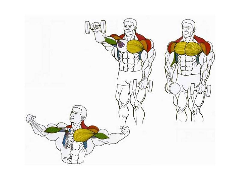 Как накачать грудные мышцы с помощью гантелей