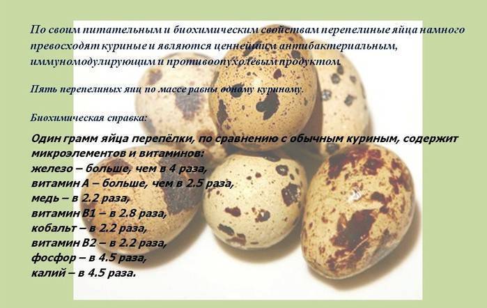 Перепелиные яйца в повседневном меню: вред и польза необычного продукта