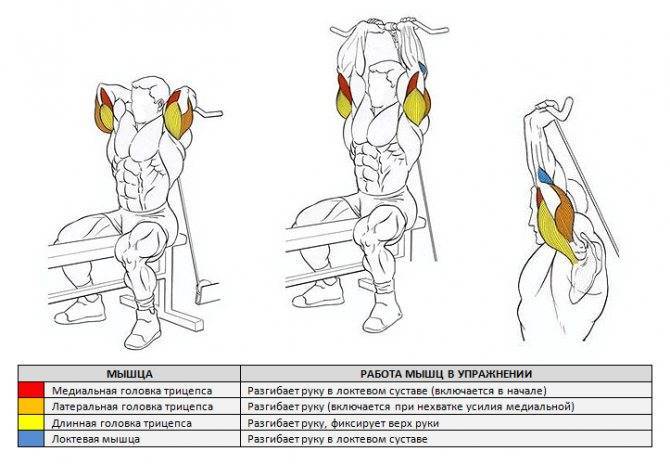 Упражнения на трицепс с гантелями: виды, лучший базовый комплекс для мужчин и женщин