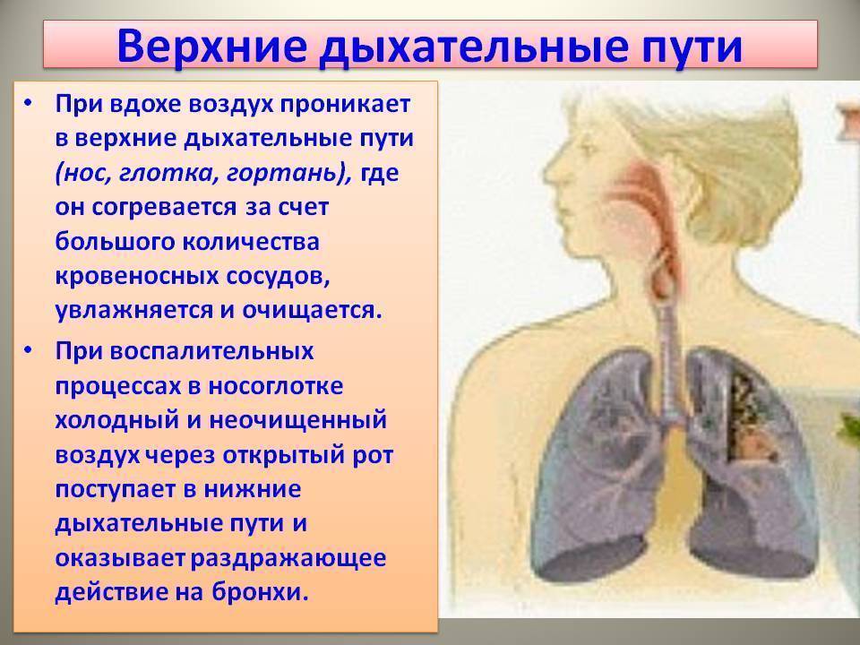Воздух из гортани попадает в. Заболевания верхних дыхательных путей. Кашель и хрипы при дыхании. Заболевания дыхательных путей с мокротой. Легкие и Верхние дыхательные пути.