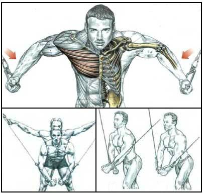 Нижняя часть грудных мышц — лучшие упражнения и программа тренировок