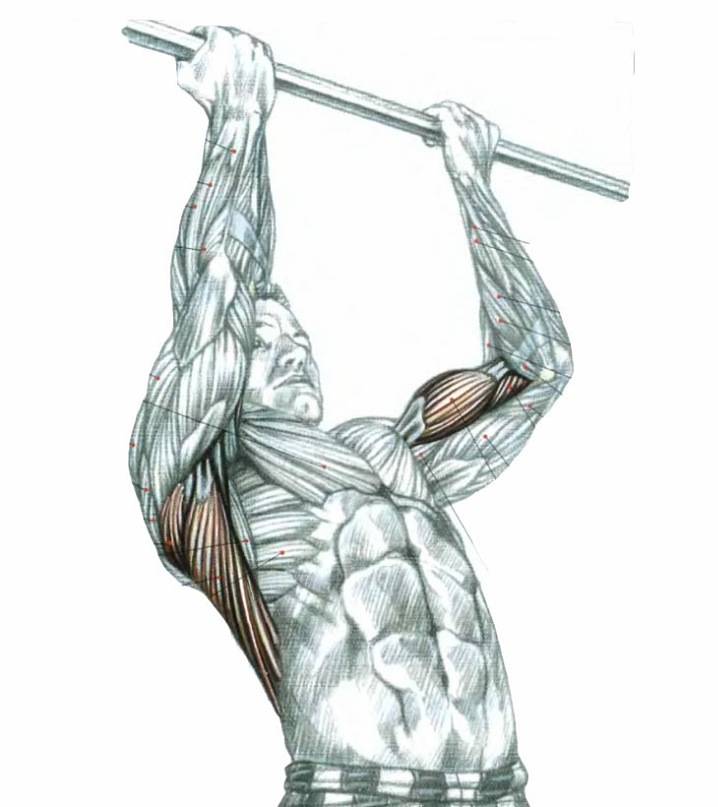А вы знаете, какие мышцы тела работают при разных видах подтягиваний?