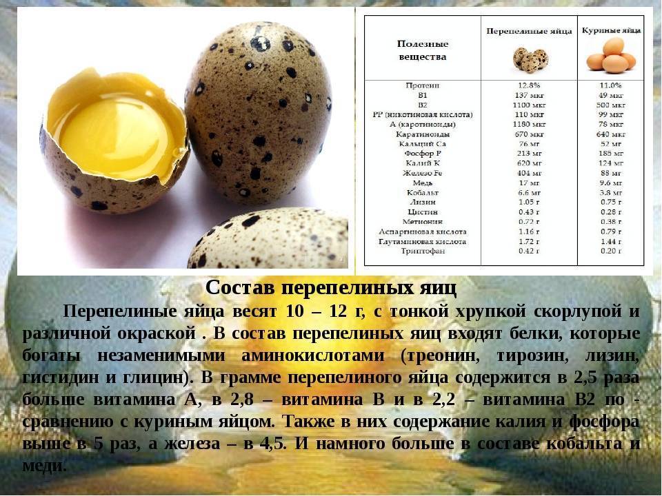 Перепелиные яйца — польза и вред для организма человека, как принимать