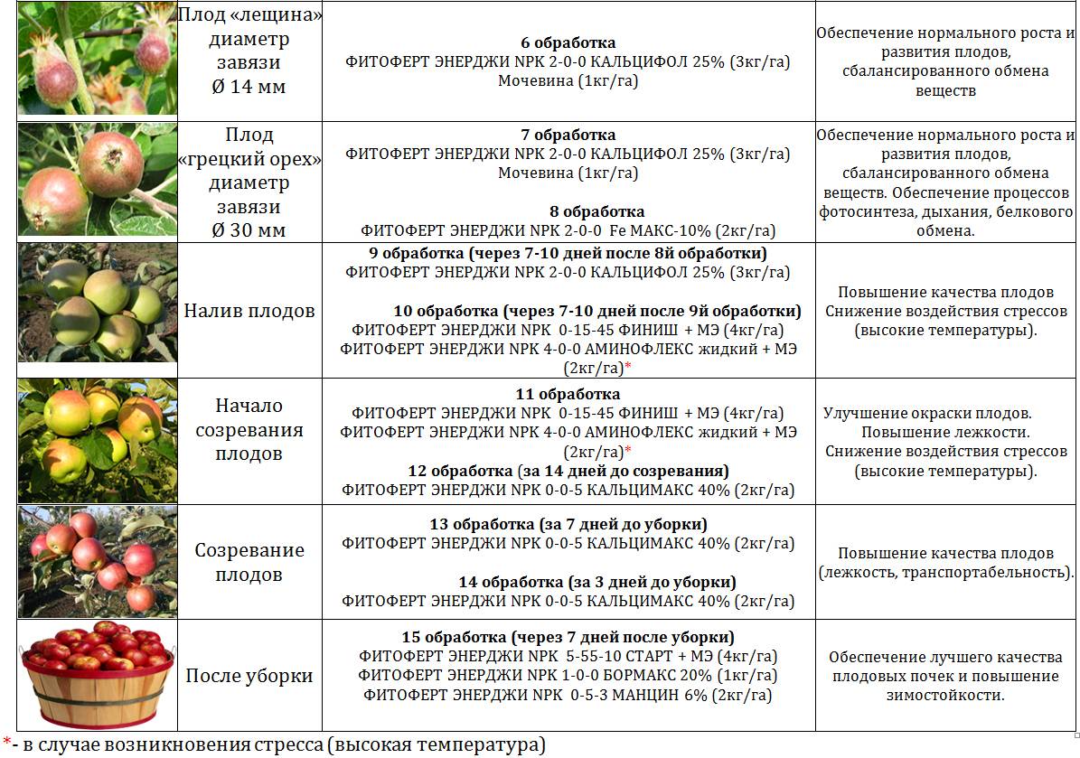 Схема обработки плодовых деревьев