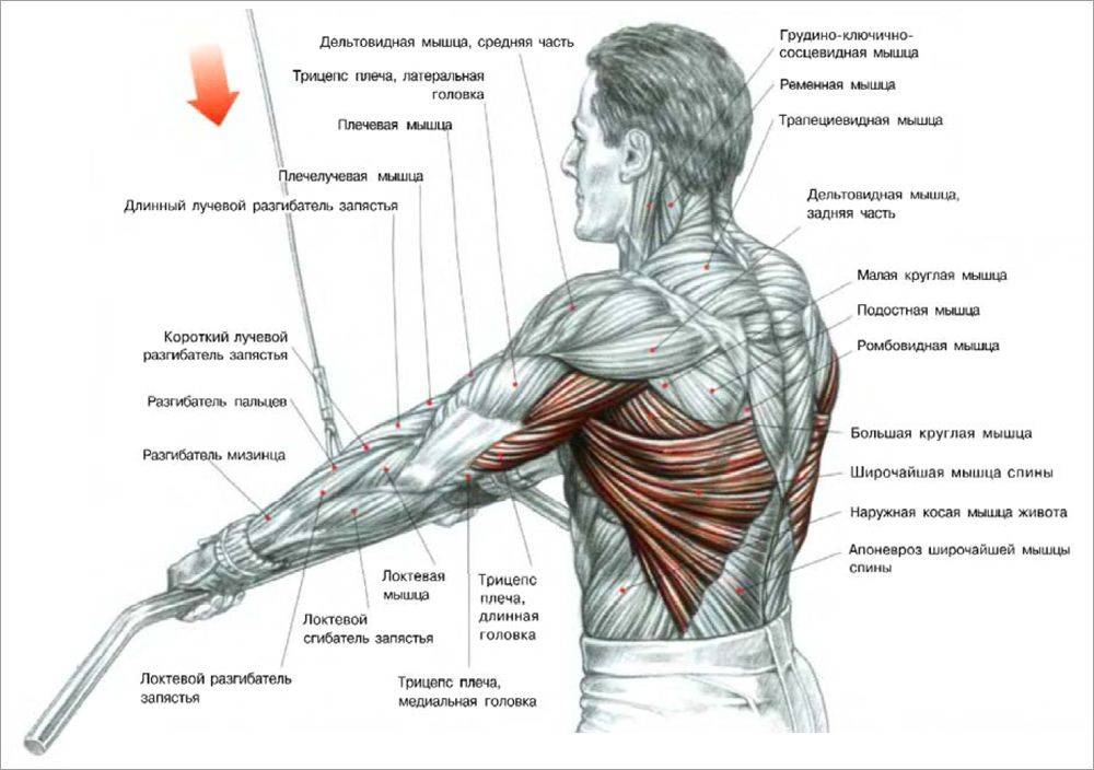 Как накачать широкую спину: лучшие упражнения на широчайшие мышцы спины и правильная технкиа выполенния движений