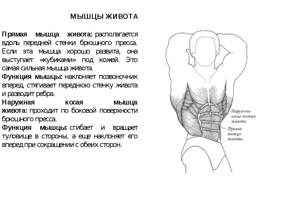 Толстый кишечник: анатомия, строение, диагностика заболеваний толстого кишечника и лечение у врача-гастроэнтеролога в мкц «проксима» (г. сочи)