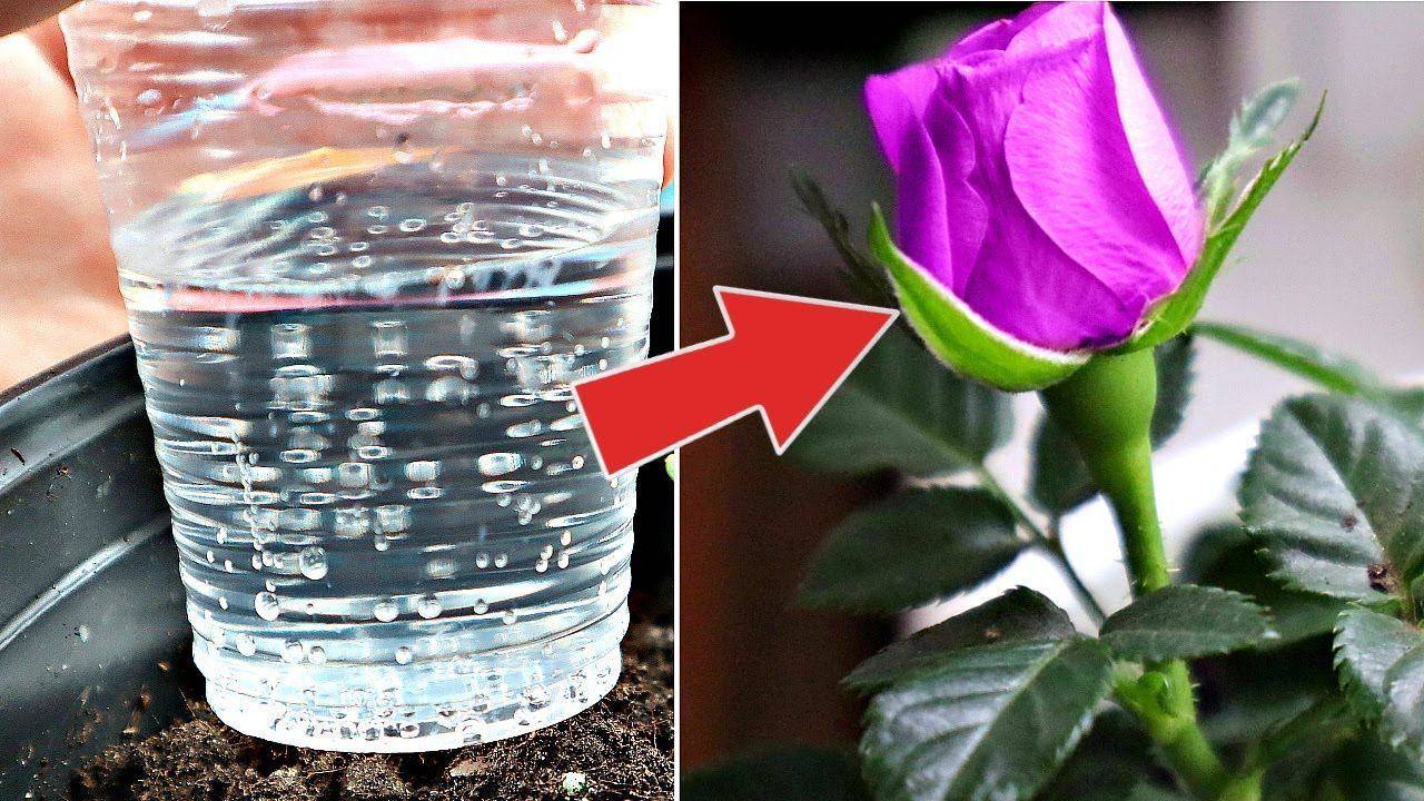 Можно ли поливать комнатные цветы минеральной водой