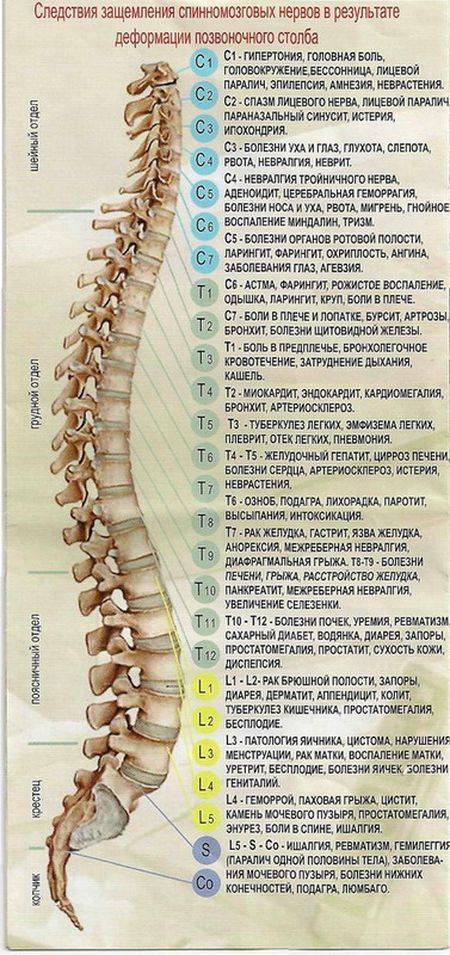 Нервы позвоночника картинки