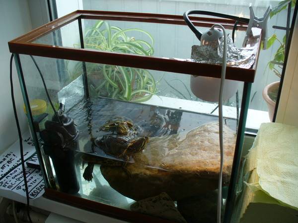 Менять воду черепахе. Фильтр в аквариум для красноухой черепахи. Фильтр лампа для воды для красноухой черепахи. Островок для большой красноухой черепахи. УФ лампа для красноухой черепахи.