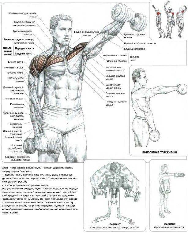 Как накачать плечи гантелями: топ 6 упражнений, рекомендации и план тренировки