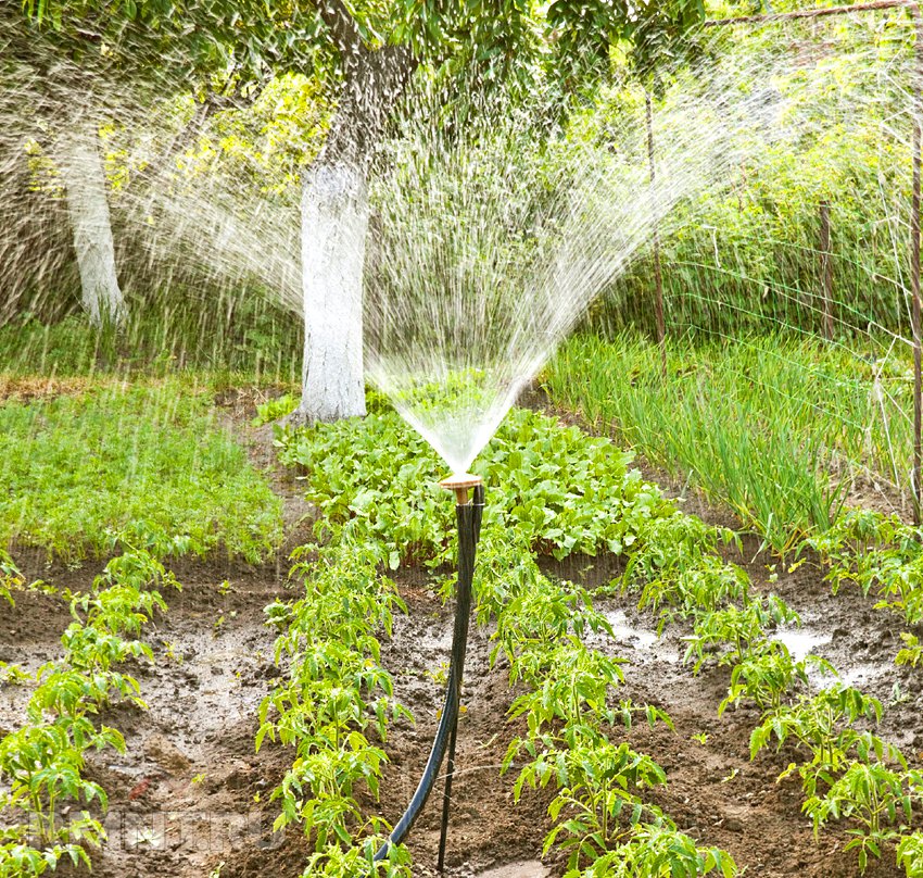 Можно ли водой из бассейна поливать огород: опасность и возможности использования воды