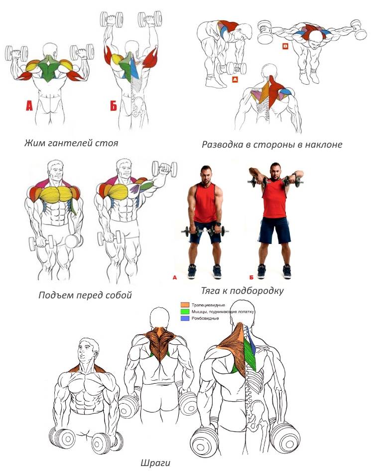 Упражнения с гантелями для рук: качаем правильно, какие мышцы нужно задействовать в тренировках, методы для сжигания жира и достижения красивой формы