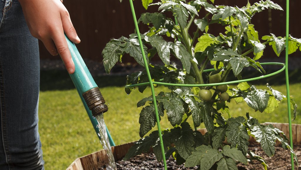 Скорее воды: как правильно поливать огород в жару - теплицы + парники своими руками