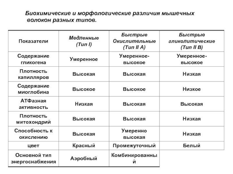 Мышечные волокна, быстрые и медленные типы ткани