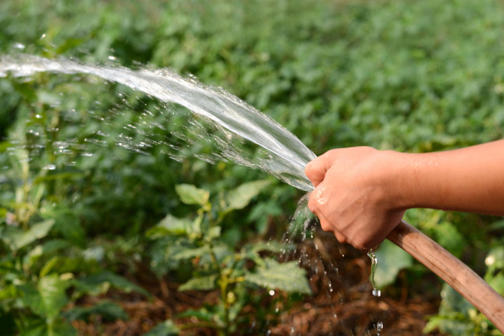Полив холодной водой: можно ли поливать огурцы, помидоры и другие культуры?