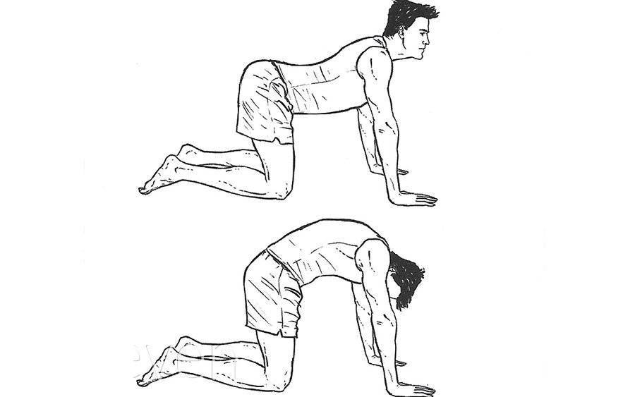 Упражнение кошка для мышц спины и пресса — техника и вариации