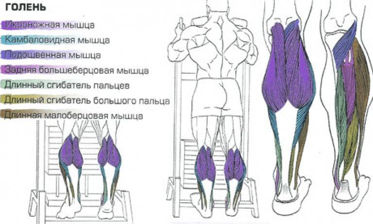 Подъем на носки с гантелями: описание упражнения с фото, пошаговая инструкция выполнения, проработка мышц ног - tony.ru