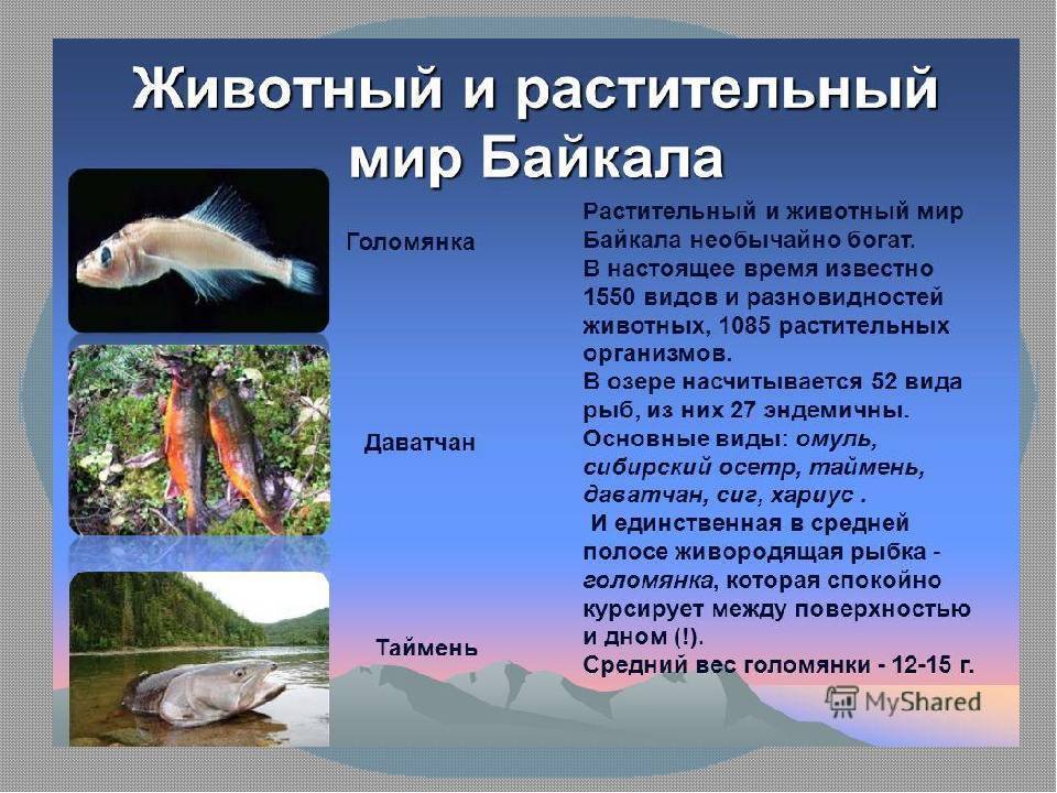 Живые организмы байкала. Байкал животные и растения. Растительный и животный мир Байкала. Озеро Байкал животные и растения. Обитатели озера.