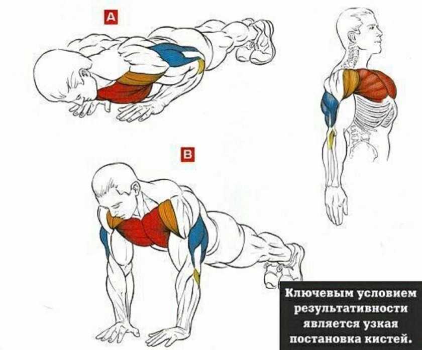 Как накачать мышцы спины эффективно и быстро в зале и дома, лучшие упражнения и подборка программ тренировок