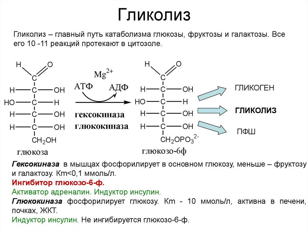 Что такое анаболизм и какие процессы в организме для него характерны?