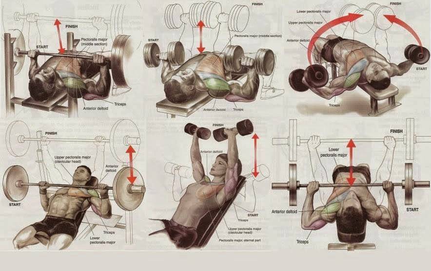 Лучшие упражнения на грудь в тренажерном зале для мужчин. как накачать грудные мышцы в тренажерном зале? - tony.ru