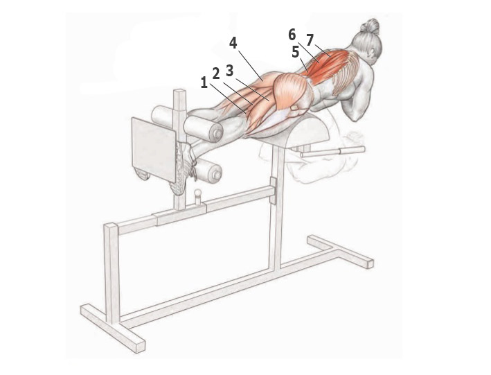 Гиперэкстензия: техника выполнения упражнения на тренажере, какие мышцы работают