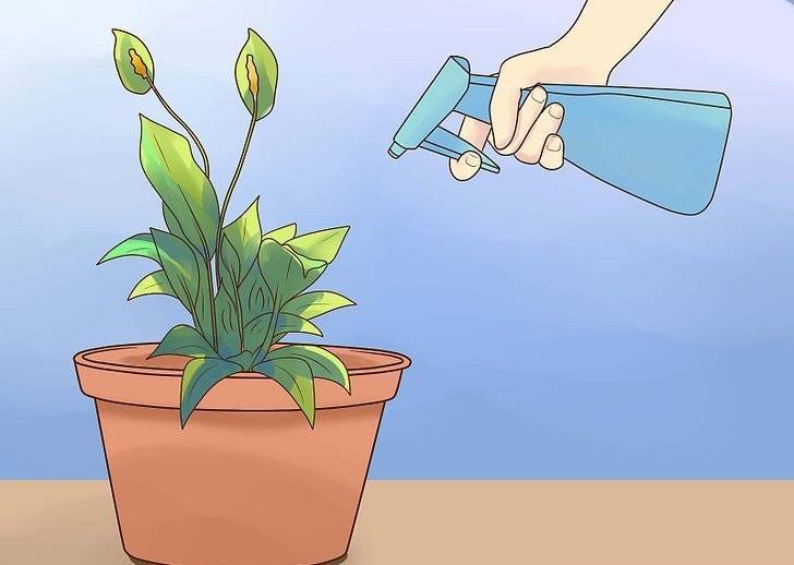 Как поливать цветы в корзине на губке