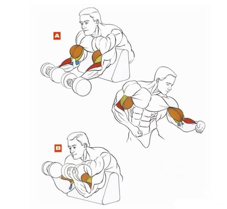 Как накачать мышцы рук в домашних условиях быстро