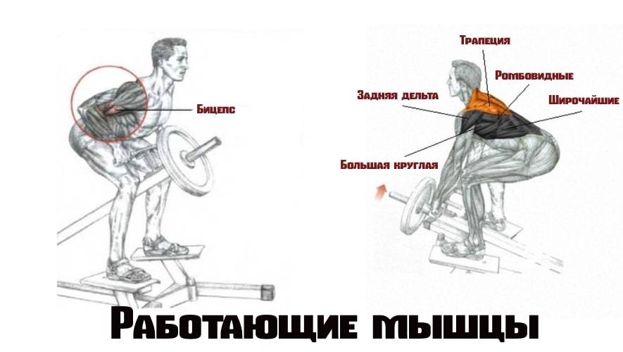 Тяга т-грифа в наклоне к груди и к поясу: техника выполнения упражнения