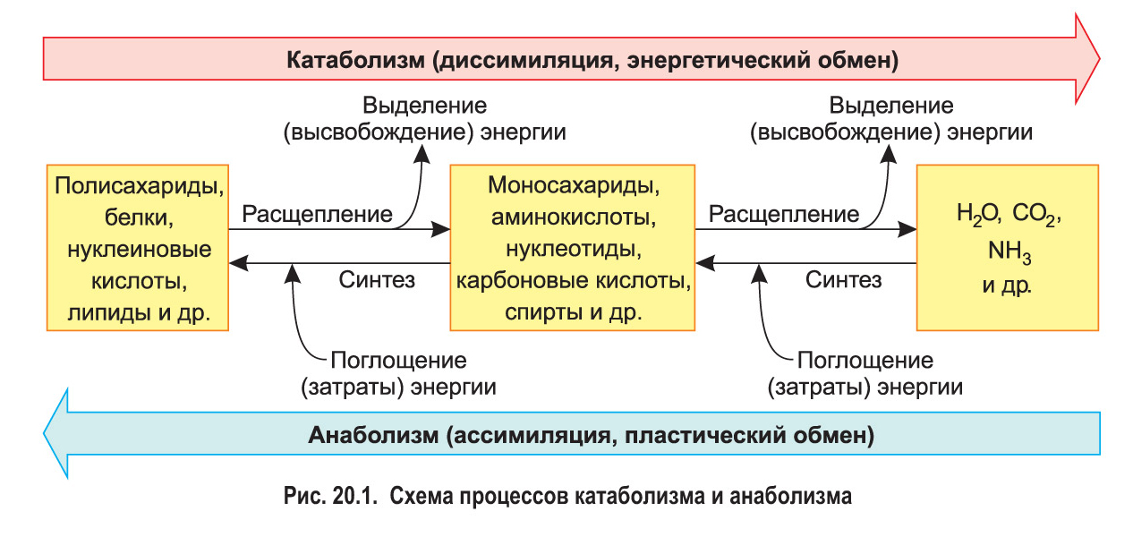 Схема процесса энергетического обмена