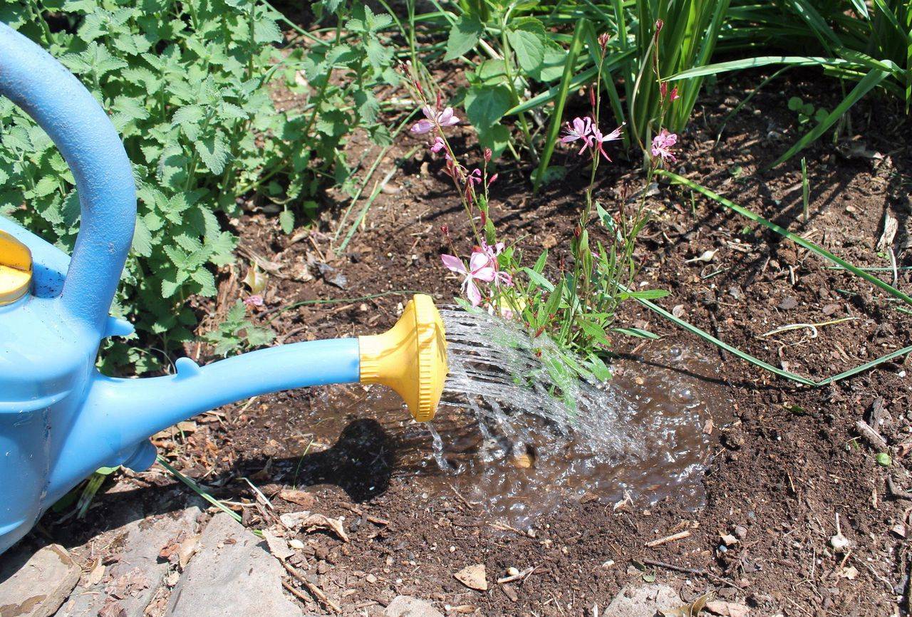 Почему растение не рекомендуется поливать холодной водой дома и в огороде, какие последствия могут быть, а также в каких случаях можно | house-fitness.ru