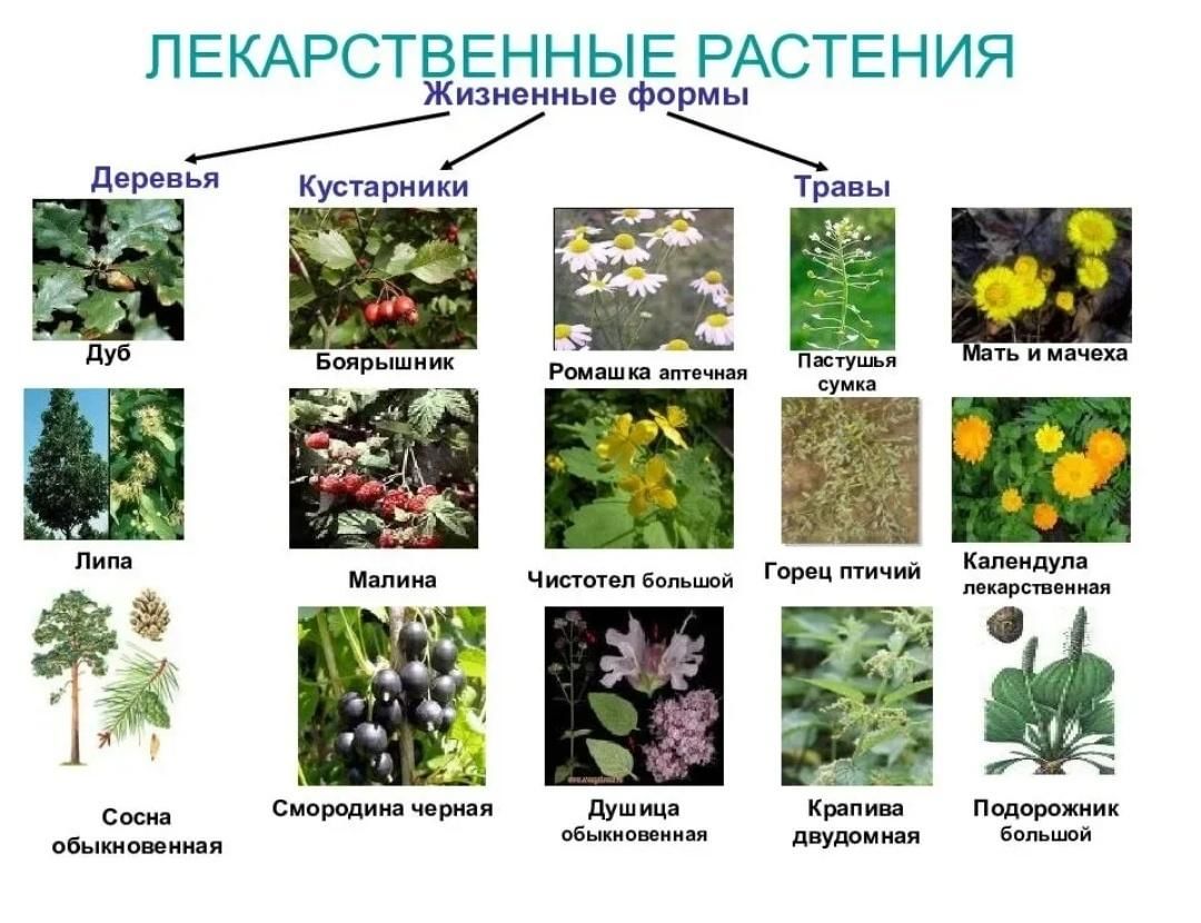 Флора байкала. уникальные виды | иркипедия - портал иркутской области: знания и новости
