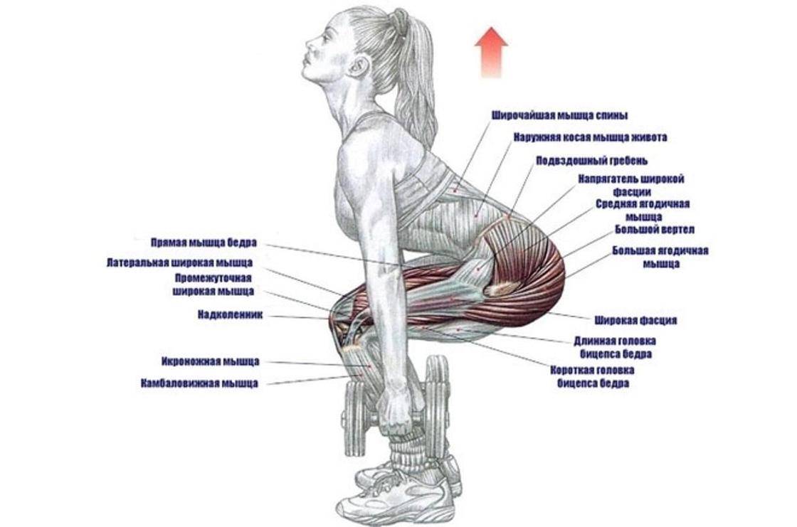 Какие мышцы работают при выполнении приседаний?
