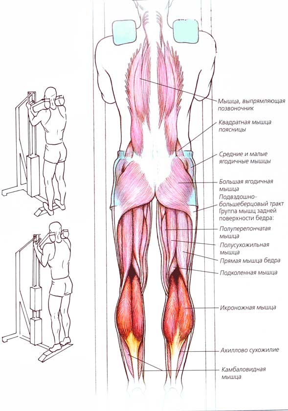Трехглавая мышца голени: анатомия + топ 4 упражнения для мышц голени